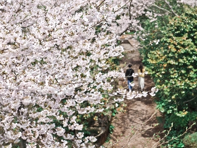 카멜리아힐 : Camellia Hill 사계절 내내 아름다운 꽃의 향연을 만날 수 있는 제주 최대 동백 수목원