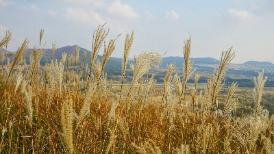 새별오름 : 들불축제가 열리는 오름