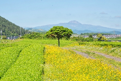 오설록 티 뮤지엄 : osulloc Tea museum 제주를 대표하는 녹차밭