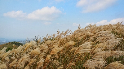 새별오름 : 들불축제가 열리는 오름