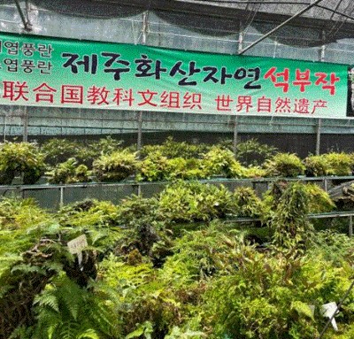 삼성농원 : 제주도에서 가장 오래된 관광농원