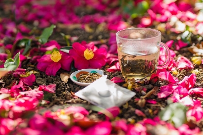 카멜리아힐 : Camellia Hill 사계절 내내 아름다운 꽃의 향연을 만날 수 있는 제주 최대 동백 수목원