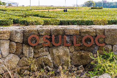오설록 티 뮤지엄 : osulloc Tea museum 제주를 대표하는 녹차밭