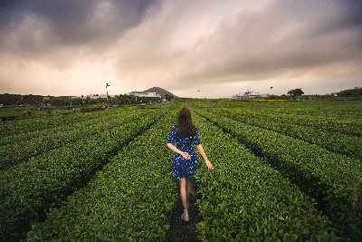 오설록 티 뮤지엄 : osulloc Tea museum 제주를 대표하는 녹차밭