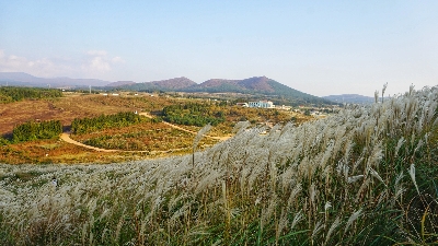 새별오름 : 들불축제가 열리는 오름