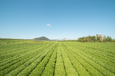 오설록 티 뮤지엄 : osulloc Tea museum 제주를 대표하는 녹차밭