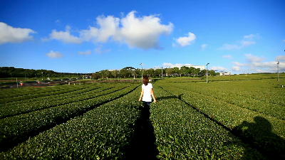 오설록 티 뮤지엄 : osulloc Tea museum 제주를 대표하는 녹차밭