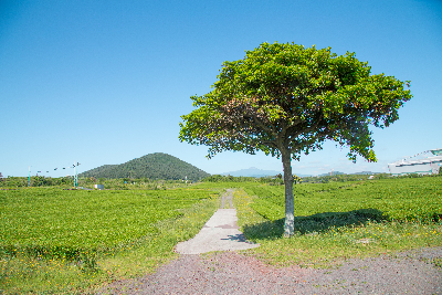 오설록 티 뮤지엄 : osulloc Tea museum 제주를 대표하는 녹차밭