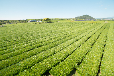 오설록 티 뮤지엄 : osulloc Tea museum 제주를 대표하는 녹차밭