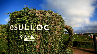 오설록 티 뮤지엄 : osulloc Tea museum 제주를 대표하는 녹차밭