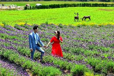 에코랜드 : Eco land 제주 곶자왈 체험 테마파크