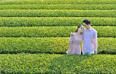 오설록 티 뮤지엄 : osulloc Tea museum 제주를 대표하는 녹차밭