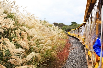 에코랜드 : Eco land 제주 곶자왈 체험 테마파크